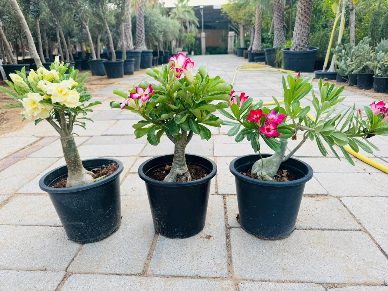 Desert Rose (Adenium obesum) - Plants Care UAE
