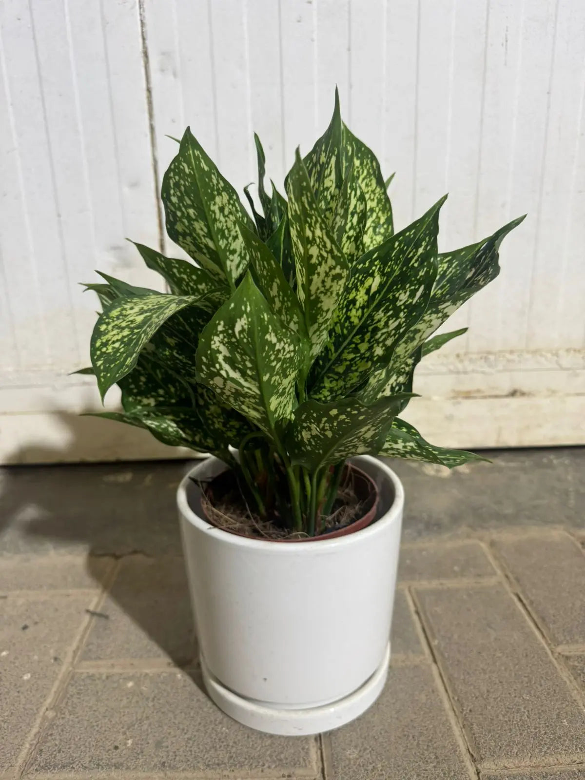 Aglaonema 'Spring Snow' | Elegant Variegated Indoor Plant