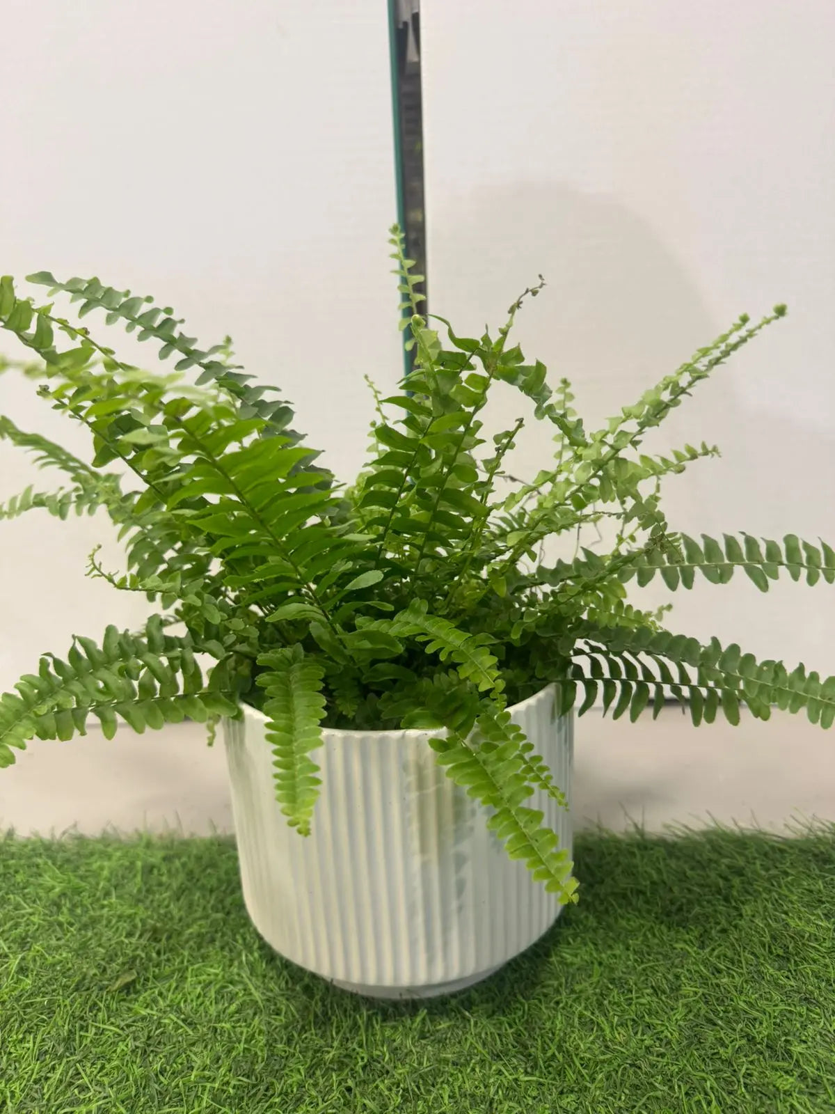 Boston Fern - Plants Care UAE