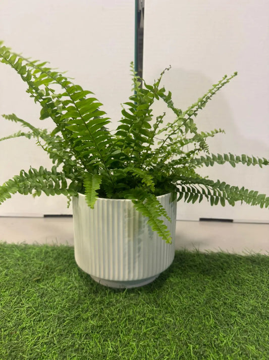 Boston Fern - Plants Care UAE