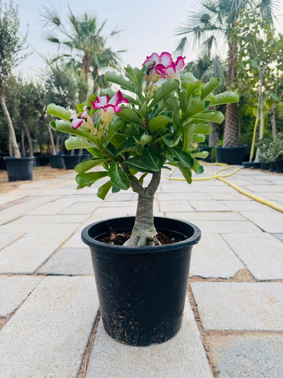 Desert Rose (Adenium obesum) - Plants Care UAE