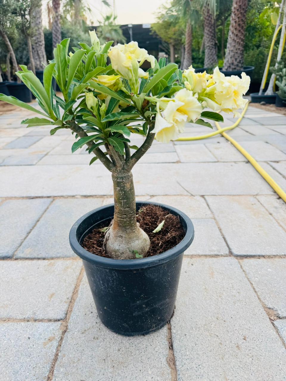Desert Rose (Adenium obesum) - Plants Care UAE