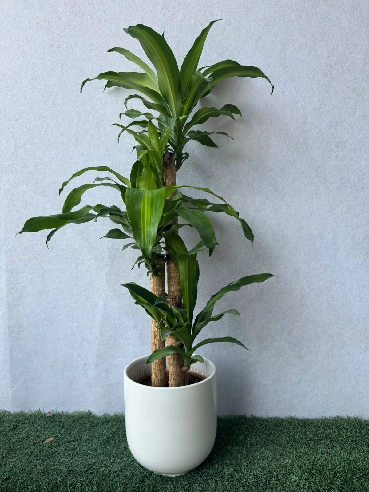 Dracaena Massangeana - Plants Care UAE