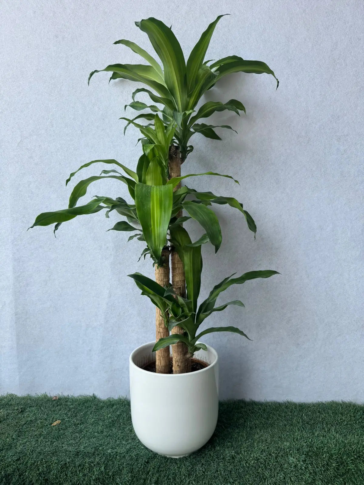Dracaena Massangeana - Plants Care UAE