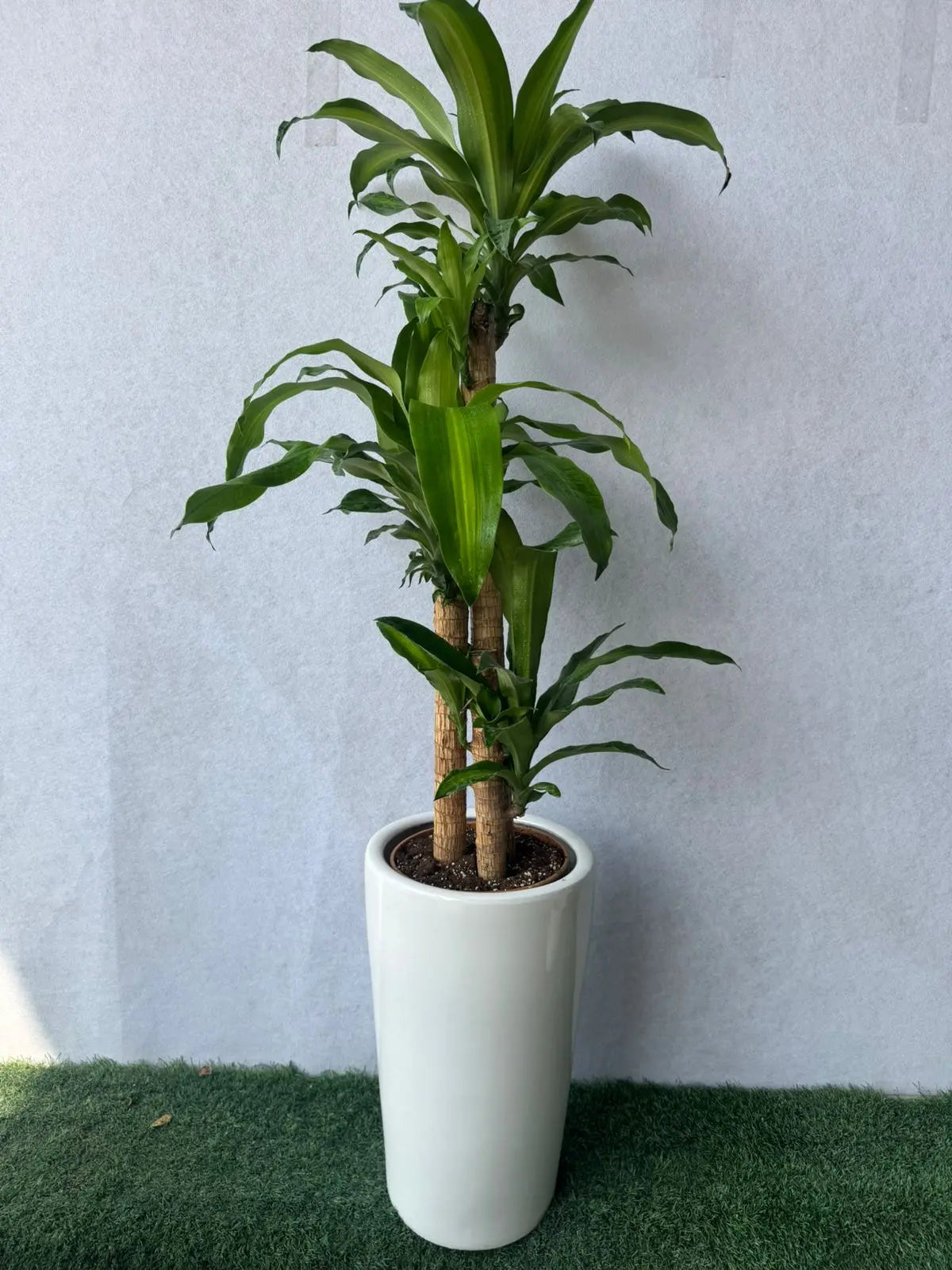 Dracaena Massangeana - Plants Care UAE