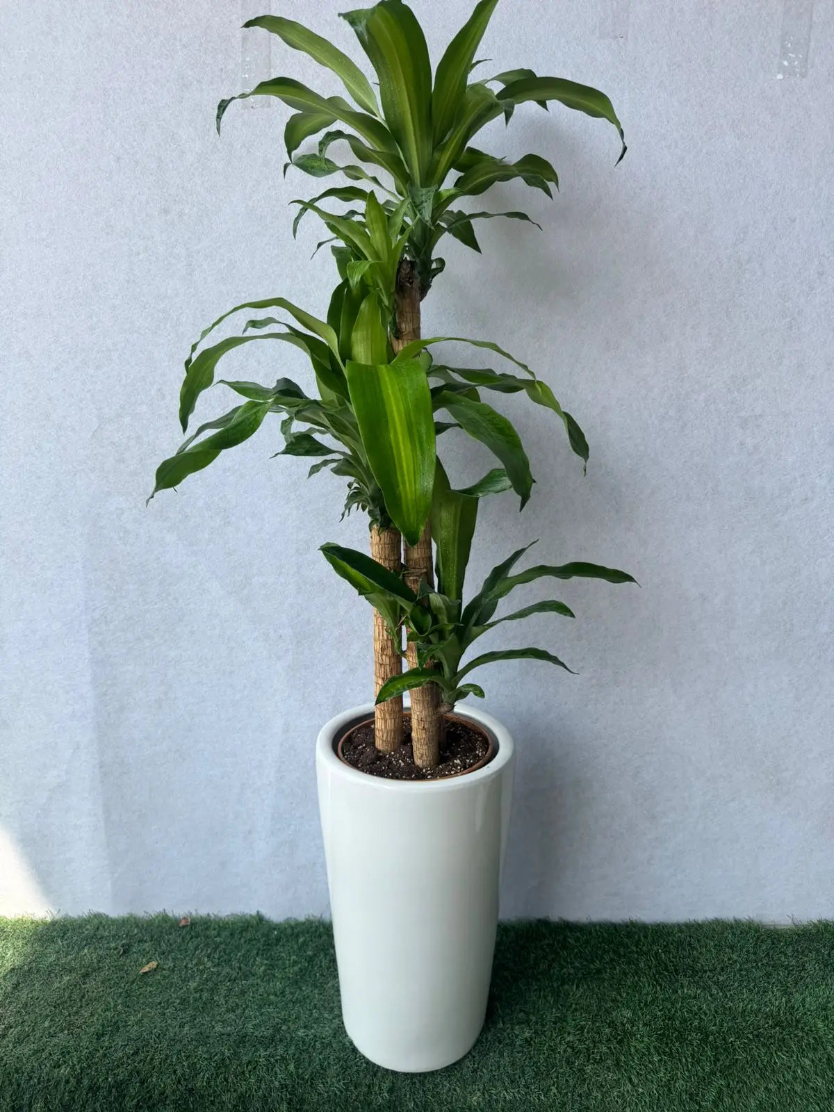 Dracaena Massangeana - Plants Care UAE