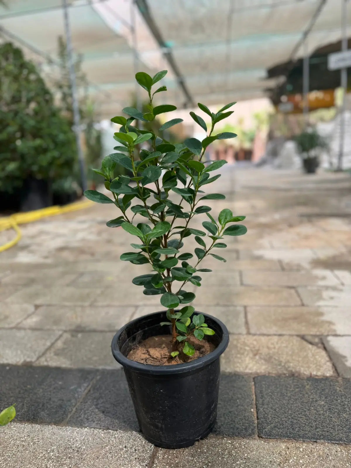 Ficus Panda (Ficus microcarpa) - Plants Care UAE
