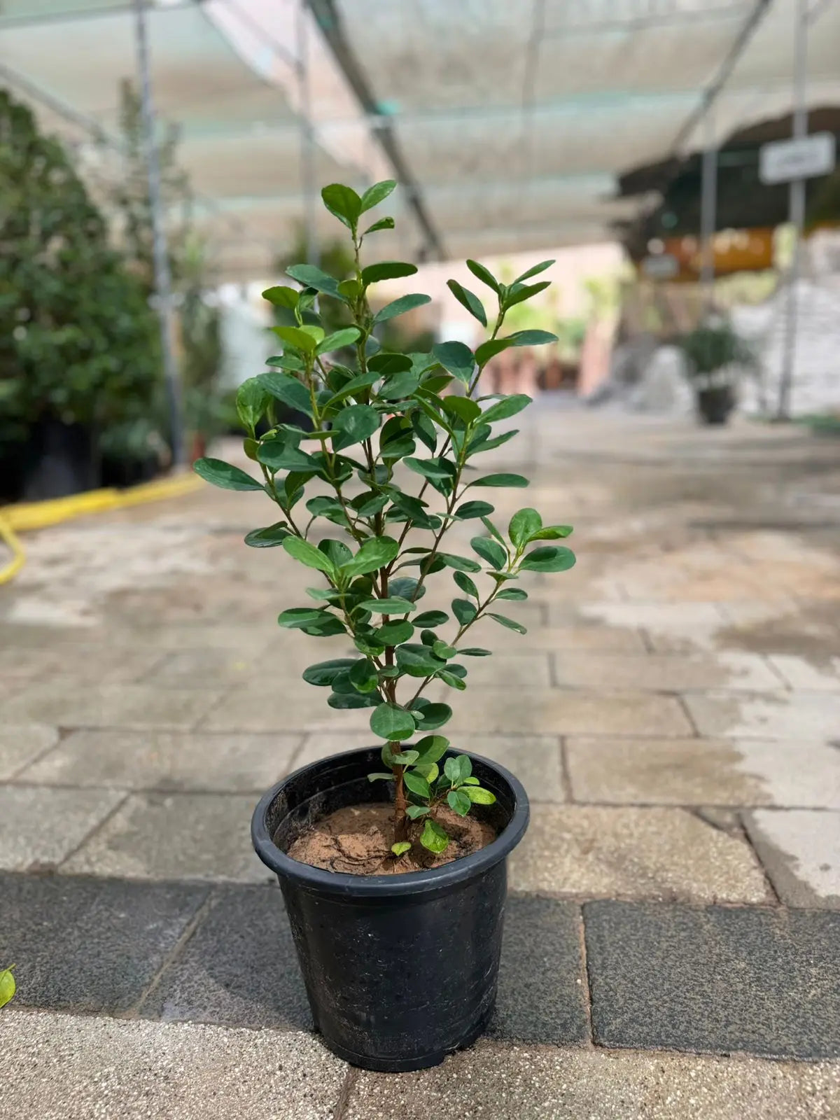Ficus Panda (Ficus microcarpa) - Plants Care UAE