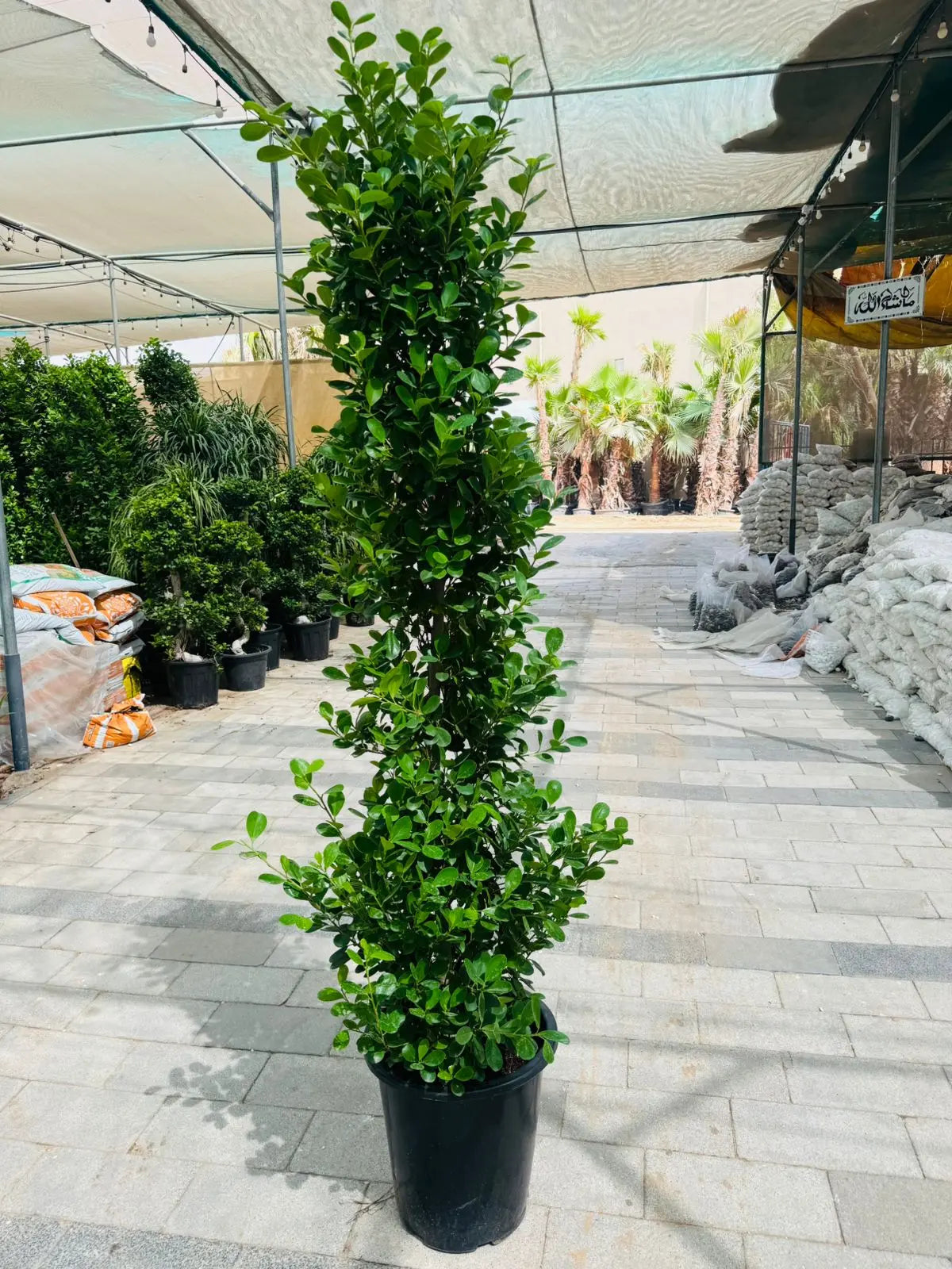 Ficus Panda Cone - Plants Care UAE