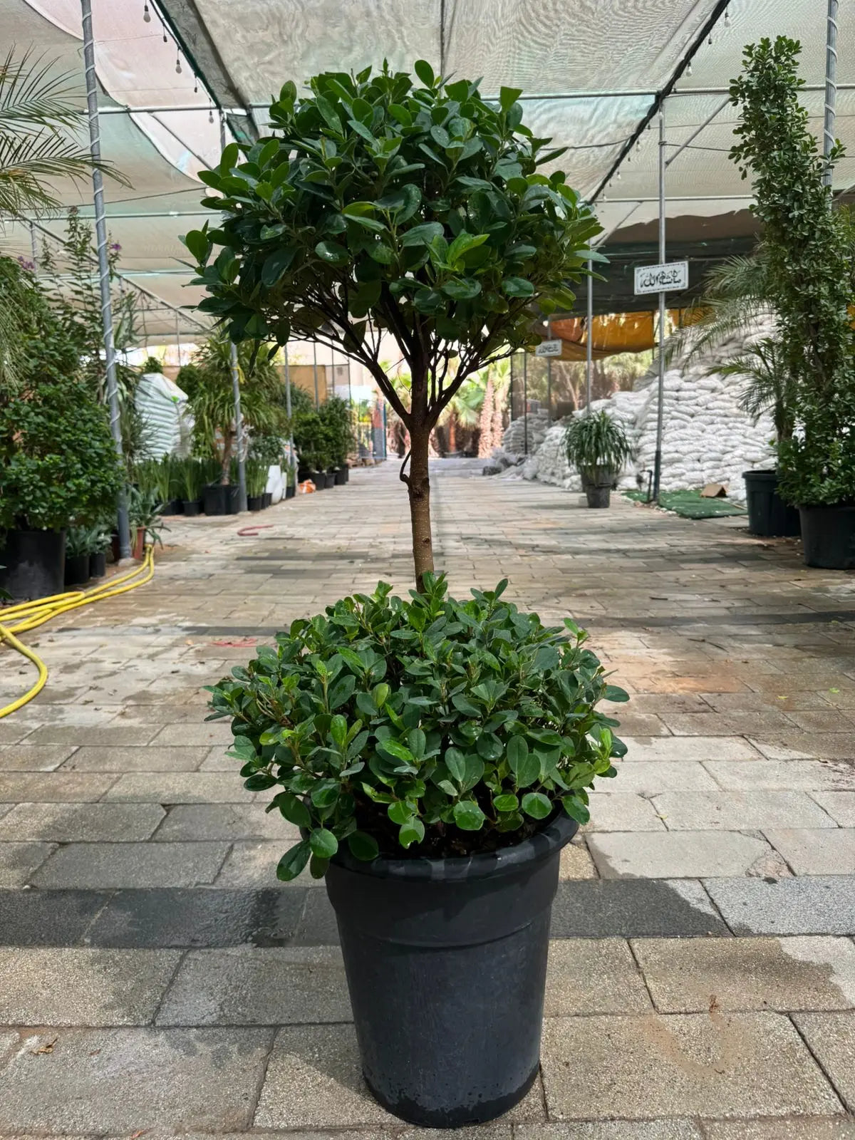 Ficus Panda (2 Head) - Plants Care UAE