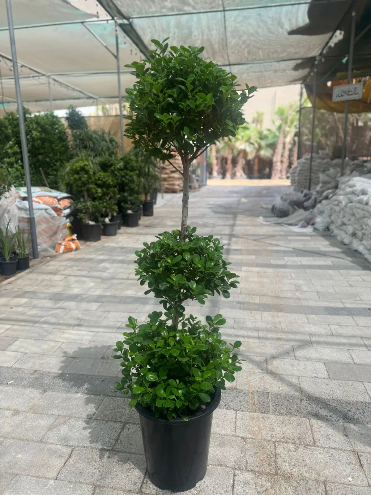 Ficus Panda (3 Head) - Plants Care UAE