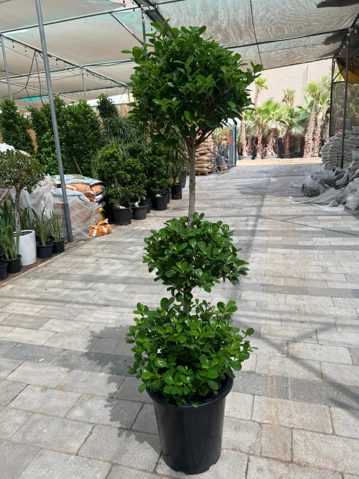 Ficus Panda (3 Head) - Plants Care UAE