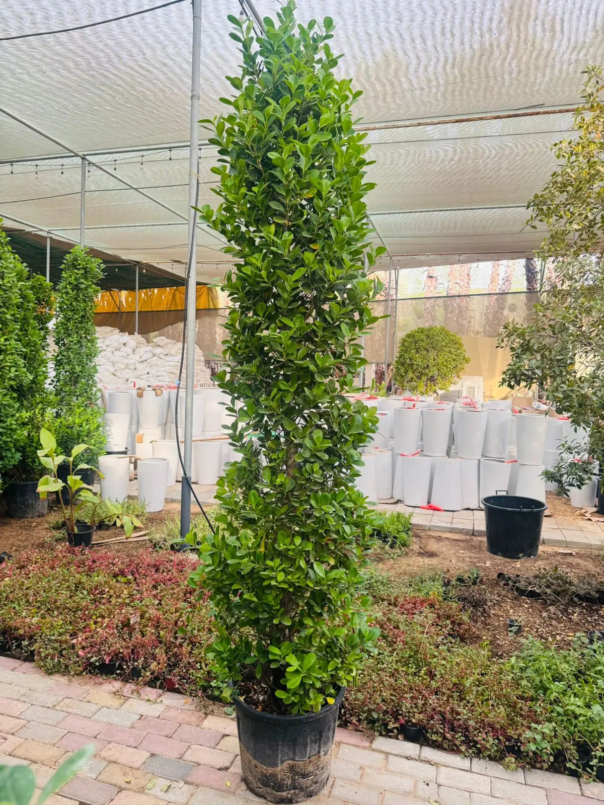 Ficus Panda – Cone Shape - Plants Care UAE