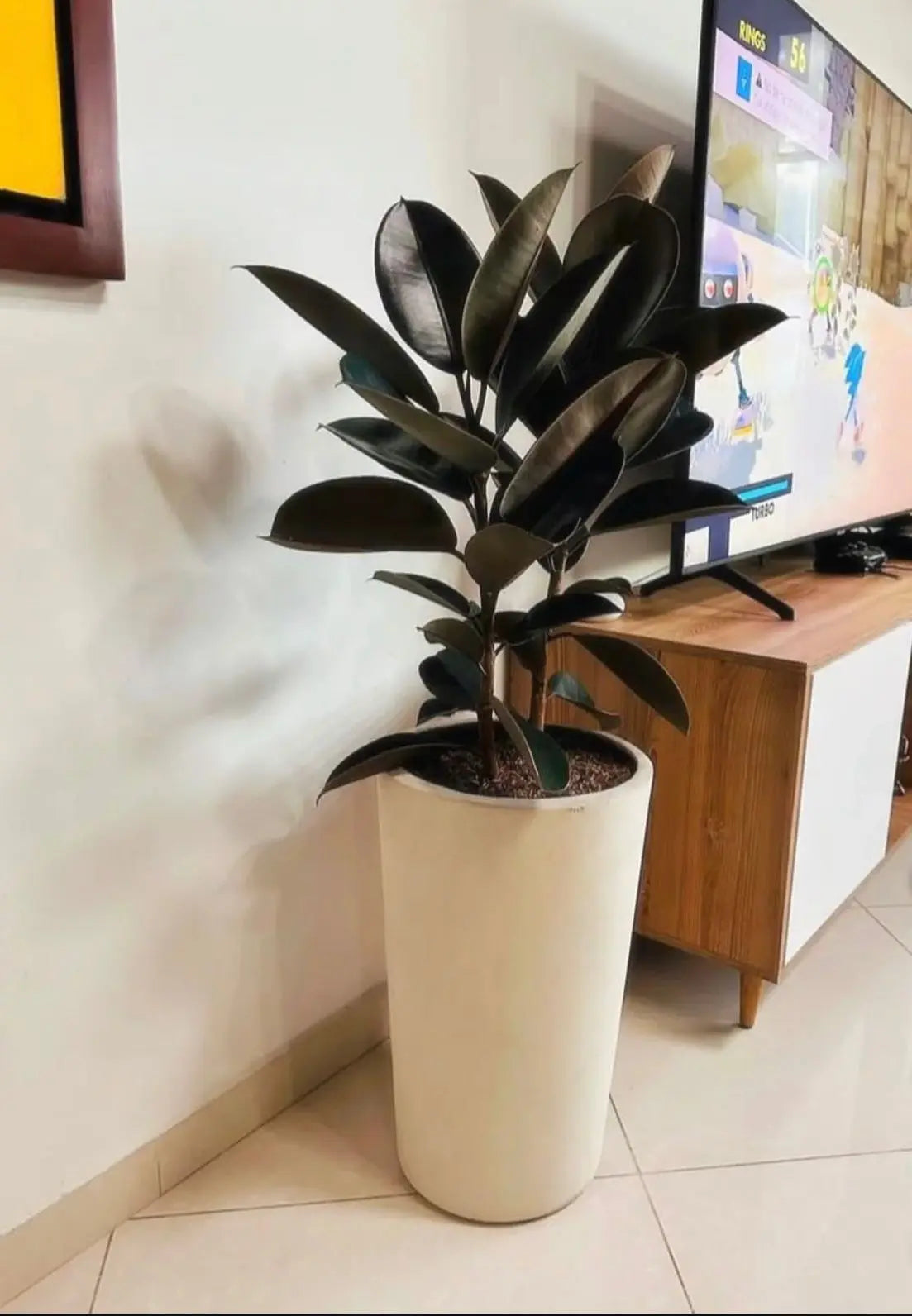 Ficus Elastica (Rubber Plant) - Plants Care UAE