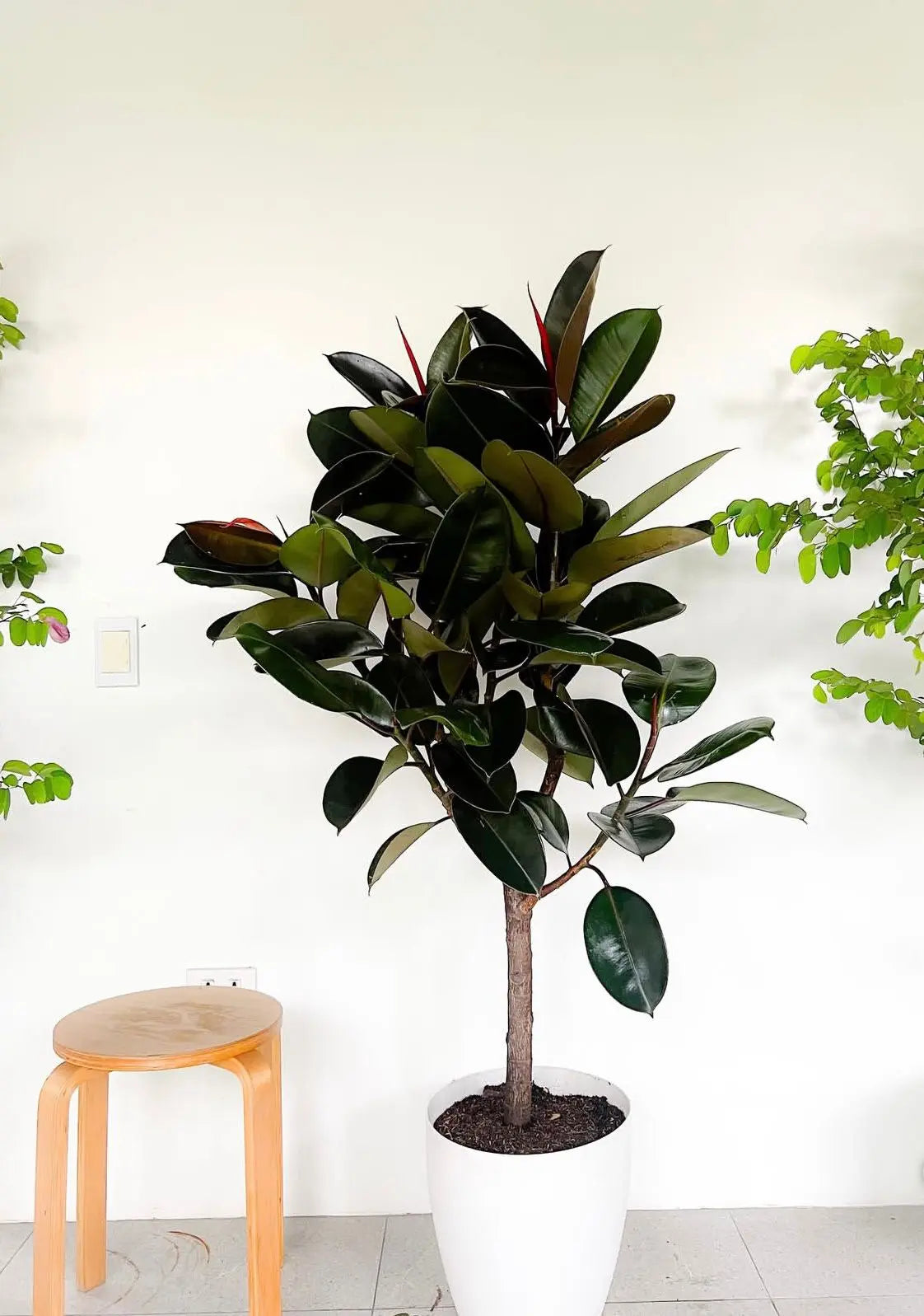 Ficus Elastica (Rubber Plant) - Plants Care UAE