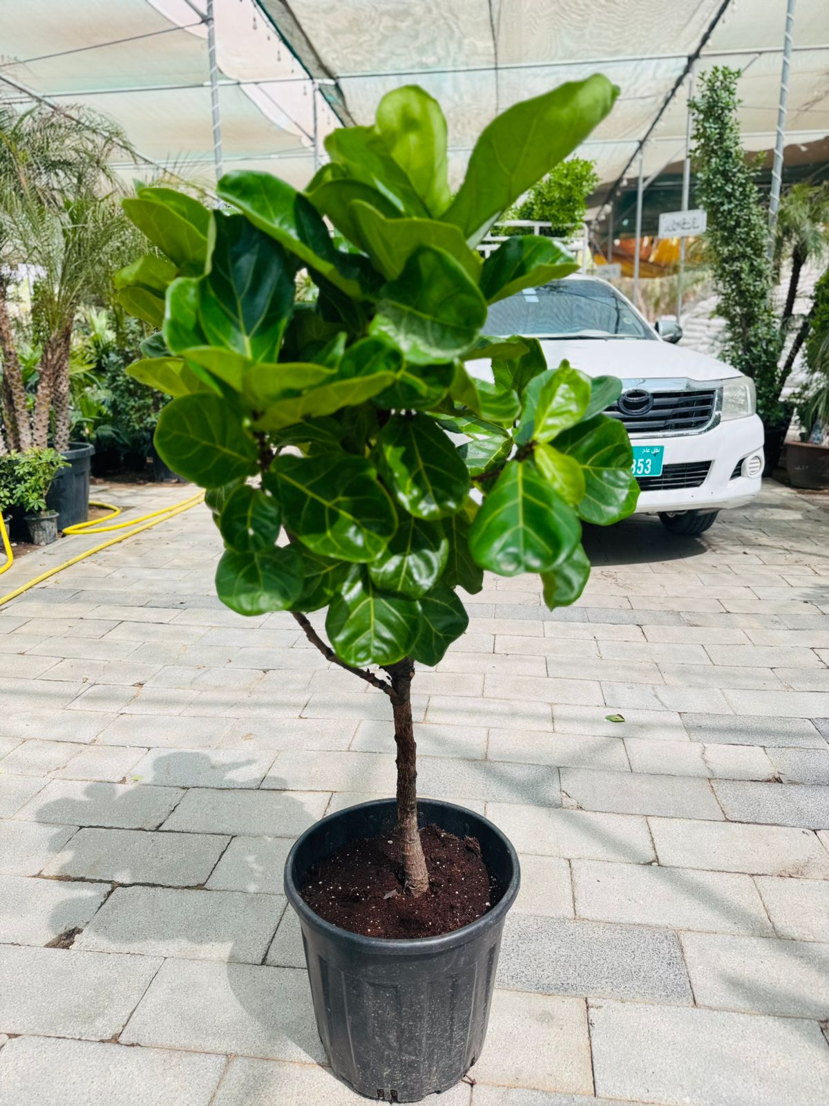 Ficus lyrata (Fiddle Leaf Fig Tree) - Plants Care UAE