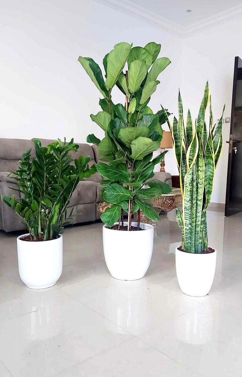 Indoor Plant Bundle – Sansevieria, Fiddle Leaf Fig & ZZ Plant - Plants Care UAE