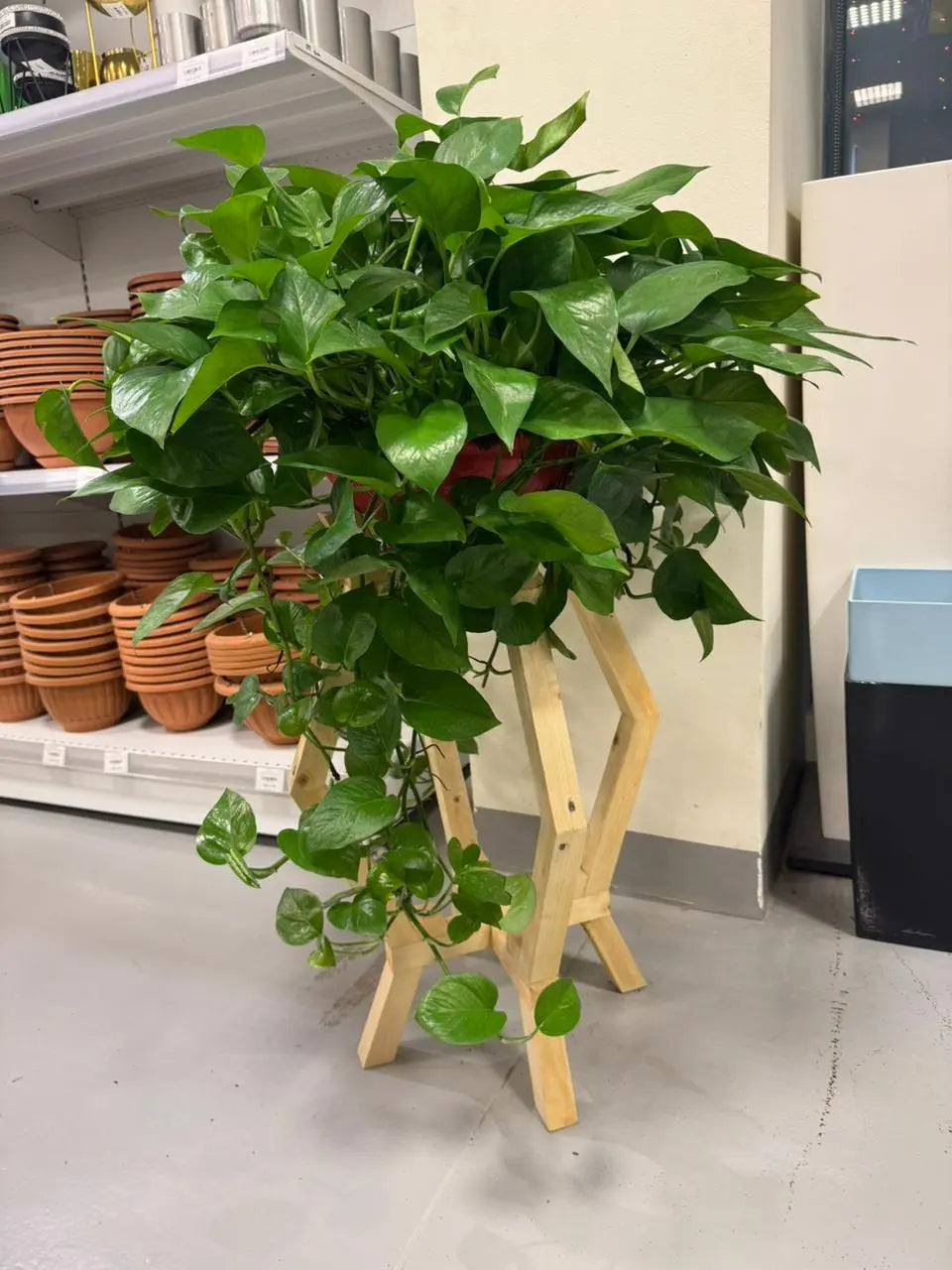 is money plant air purifier Money Plant