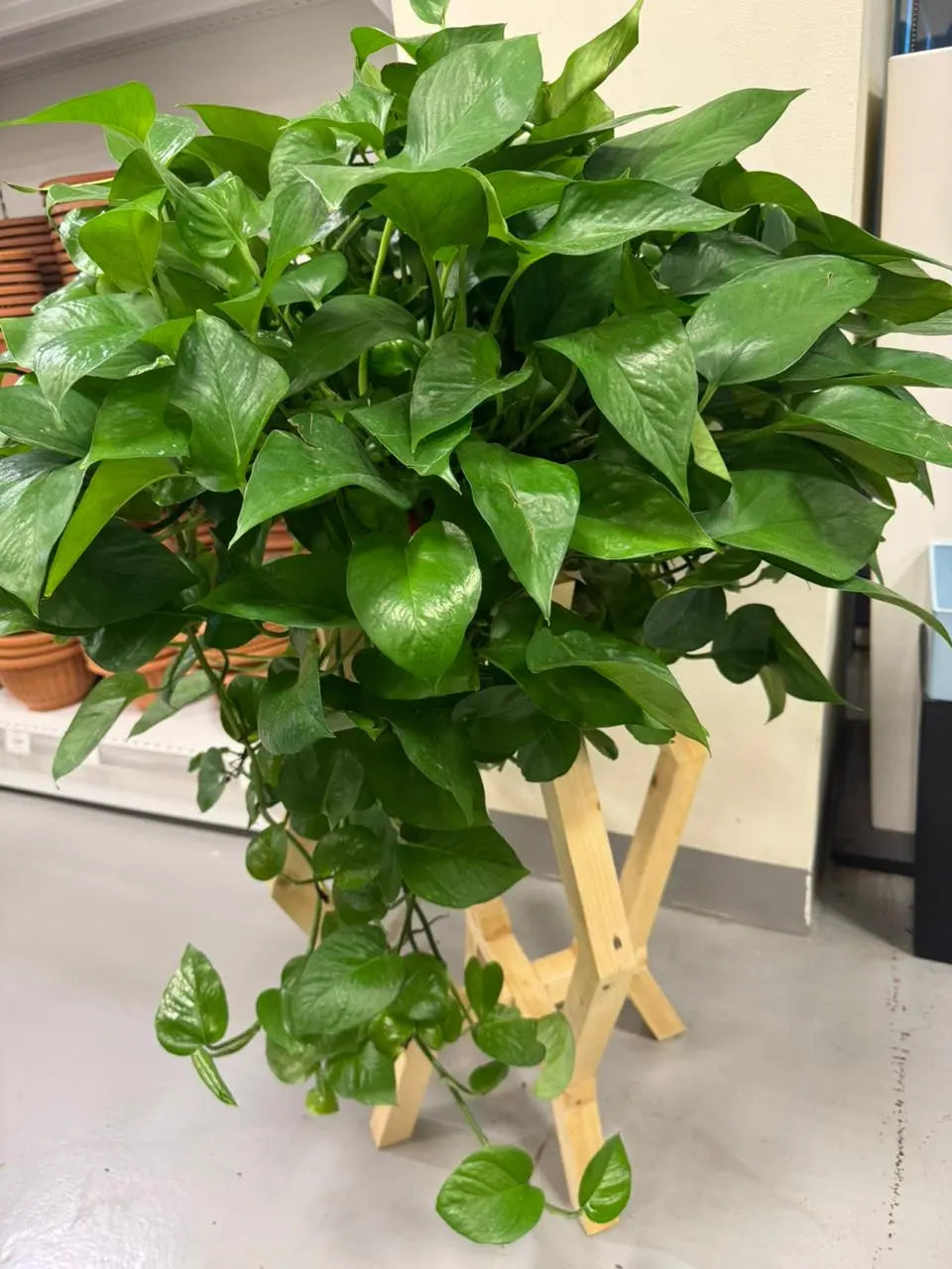 Money Plant - Plants Care UAE
