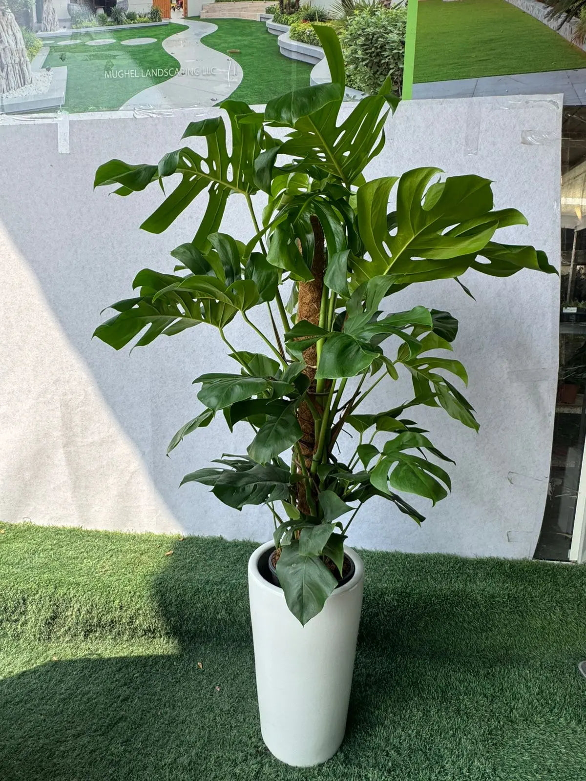 Monstera Deliciosa Plant - Plants Care UAE
