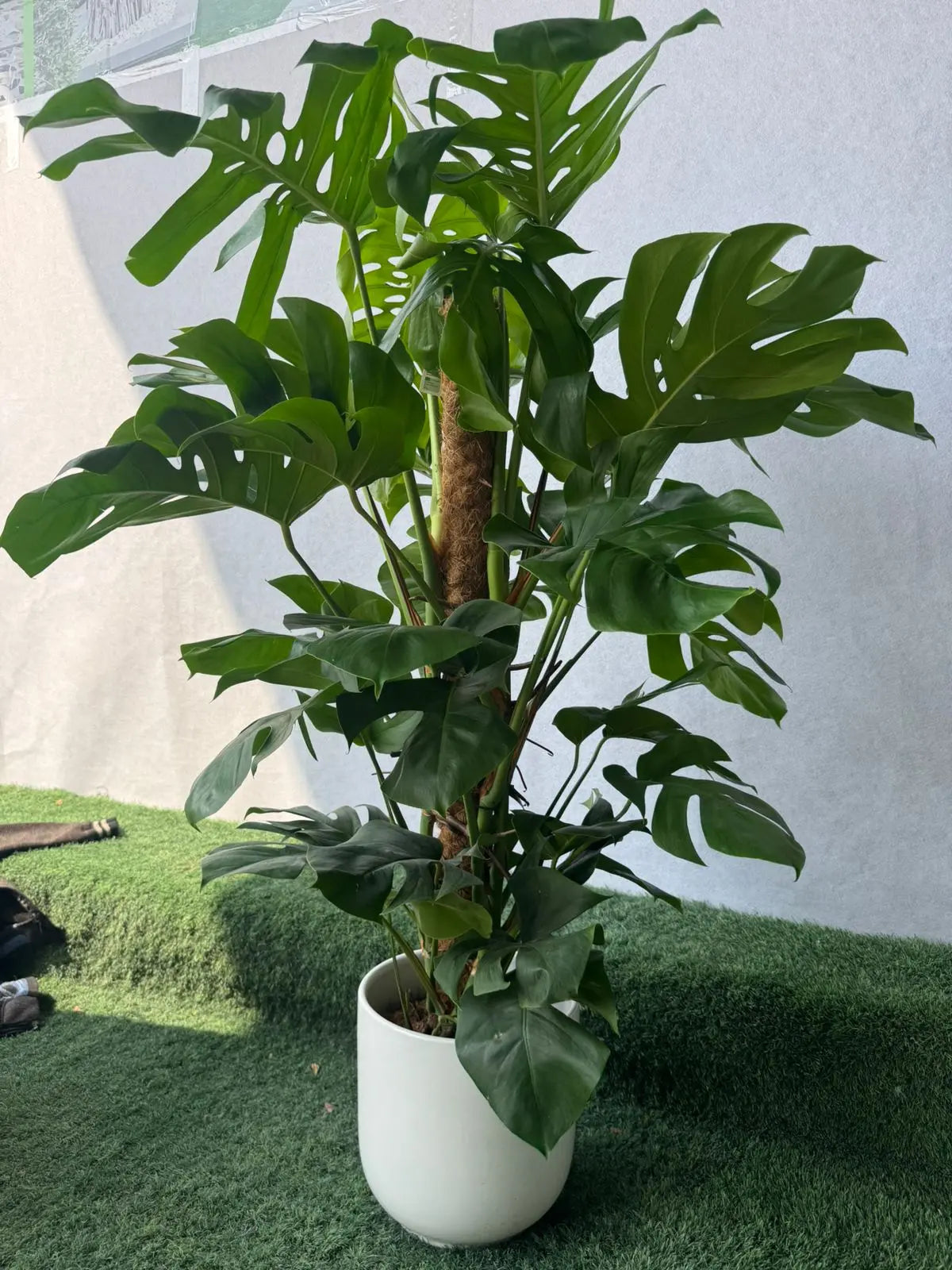 Monstera Deliciosa | Iconic Swiss Cheese Indoor Plant