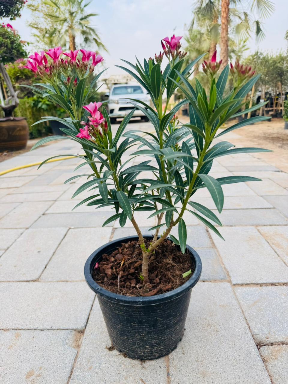 Nerium Oleander - Plants Care UAE