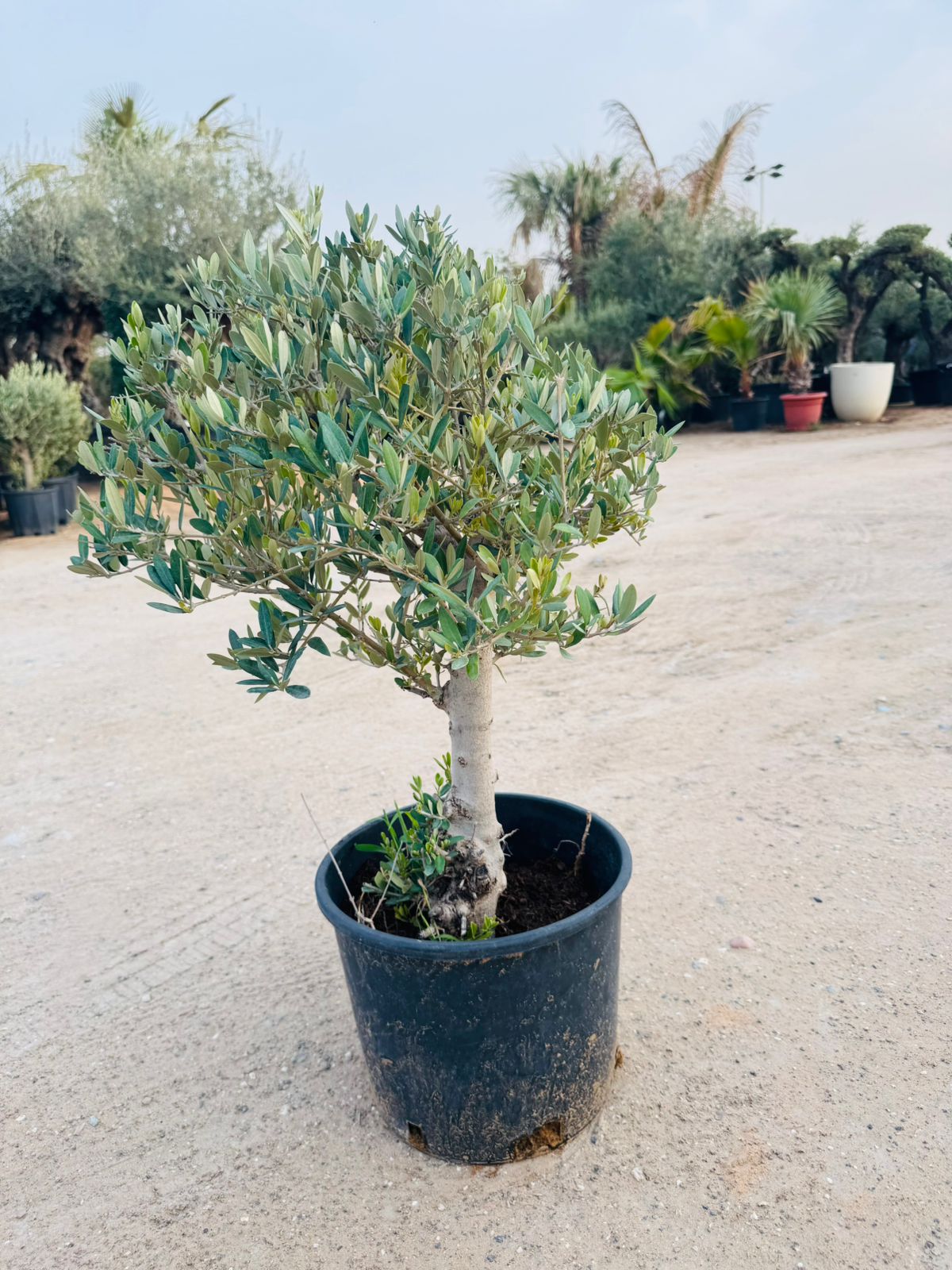 Olive Tree (Olea europaea) - Plants Care UAE