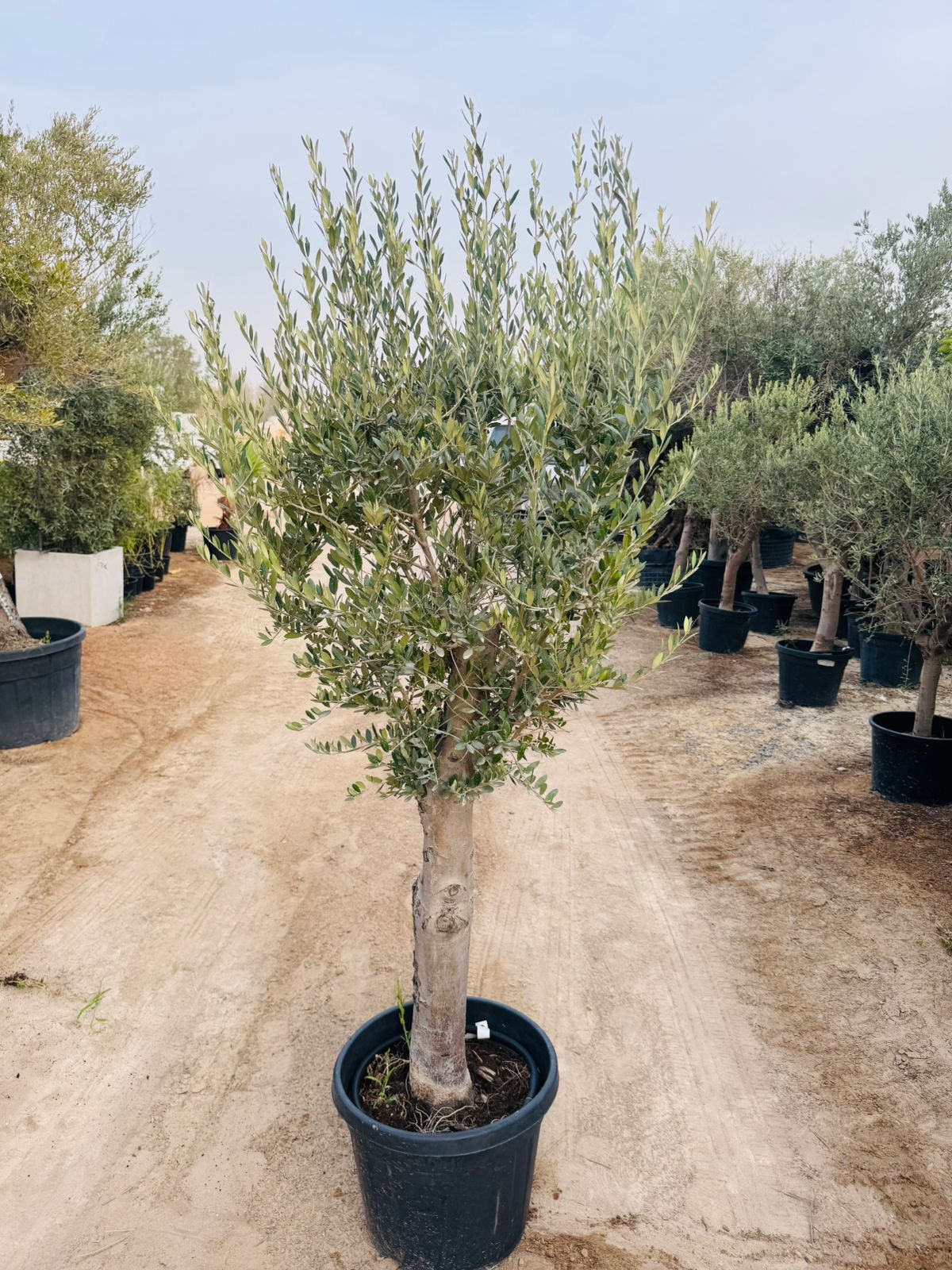 Olive Tree (Olea europaea) - Plants Care UAE