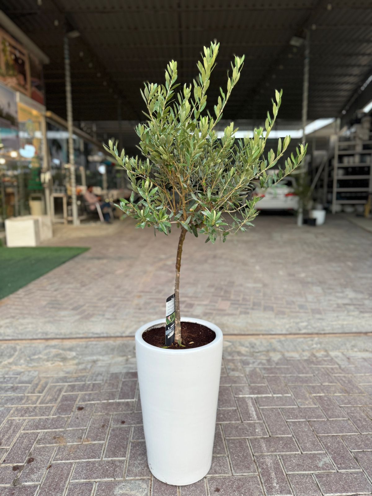 Olive Tree (Olea europaea) - Plants Care UAE