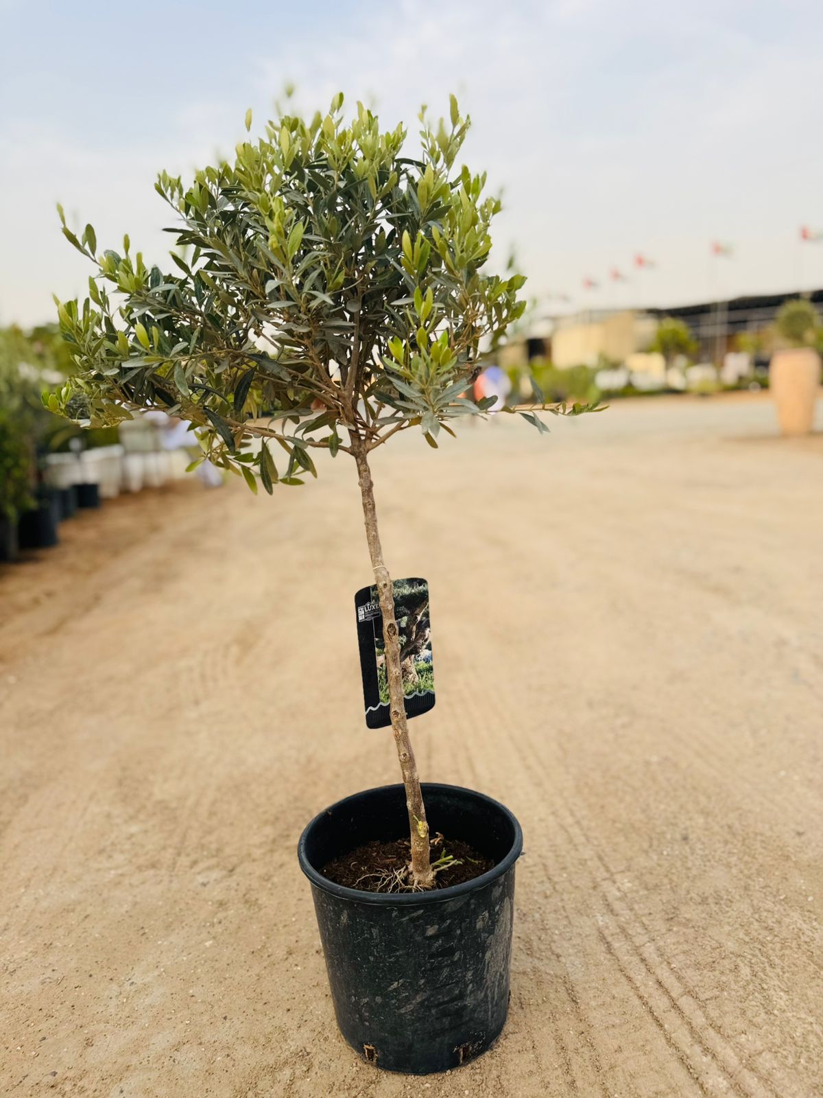 Olive Tree (Olea europaea) - Plants Care UAE