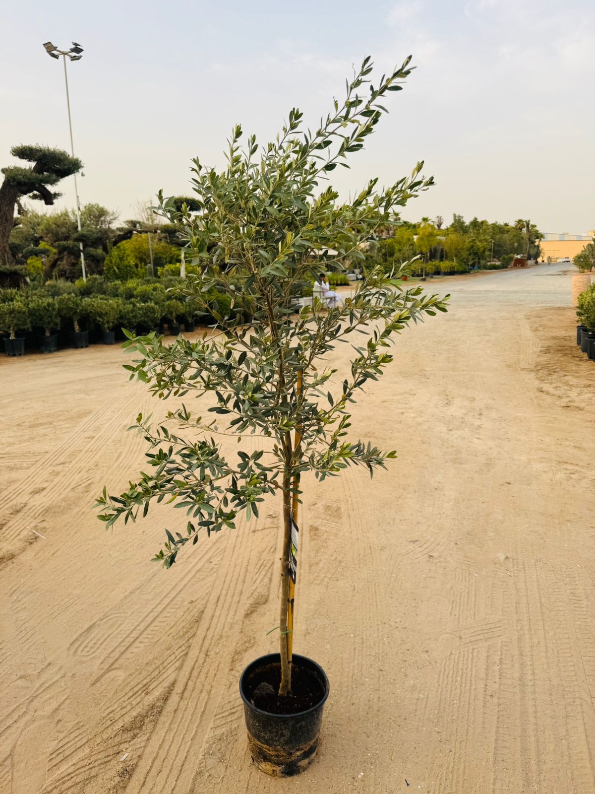 Olive Tree (Olea europaea) - Plants Care UAE
