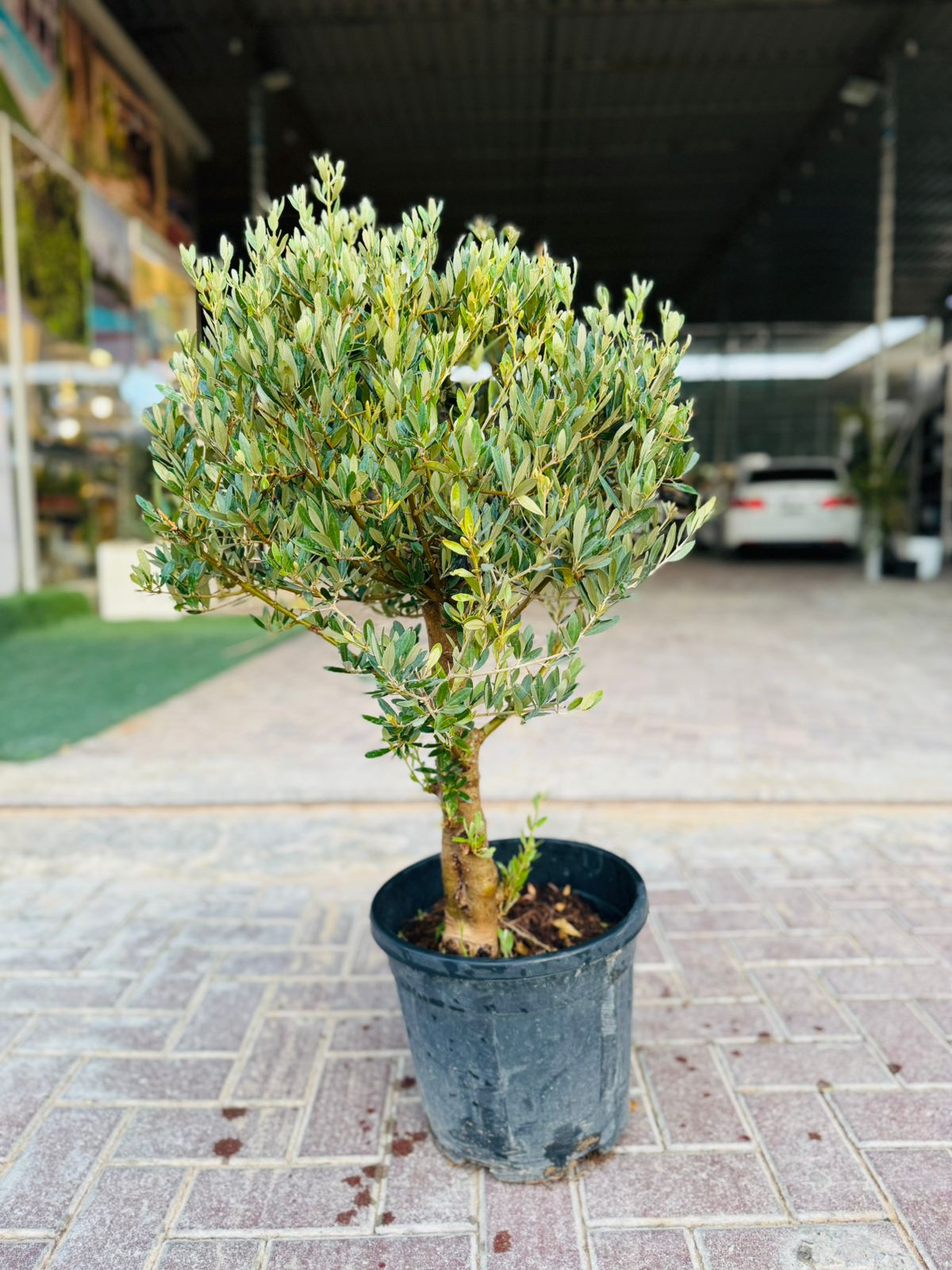 Olive Tree (Olea europaea) 60–80cm | Mediterranean Outdoor Plant