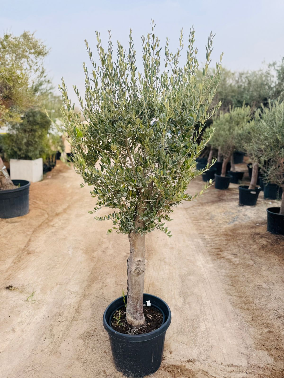 Olive Tree (Olea europaea) - Plants Care UAE