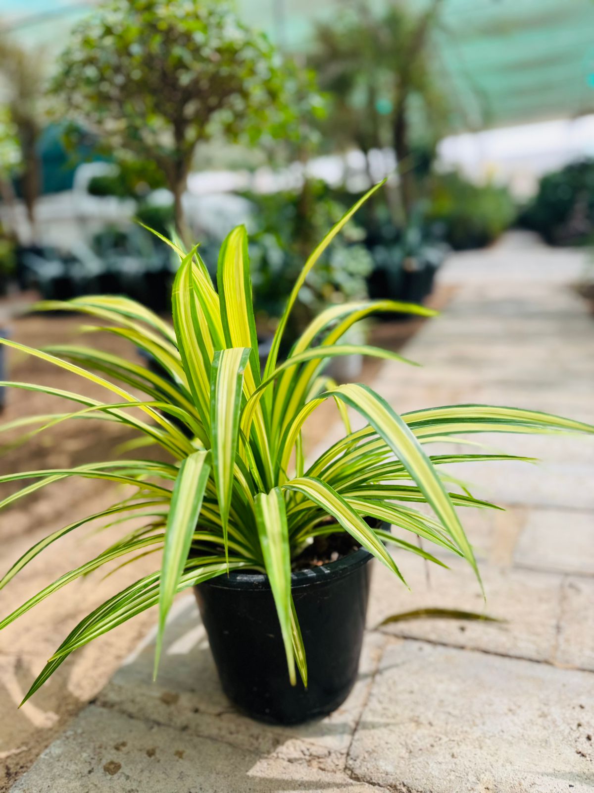 Pandanus baptistii variegata - Plants Care UAE