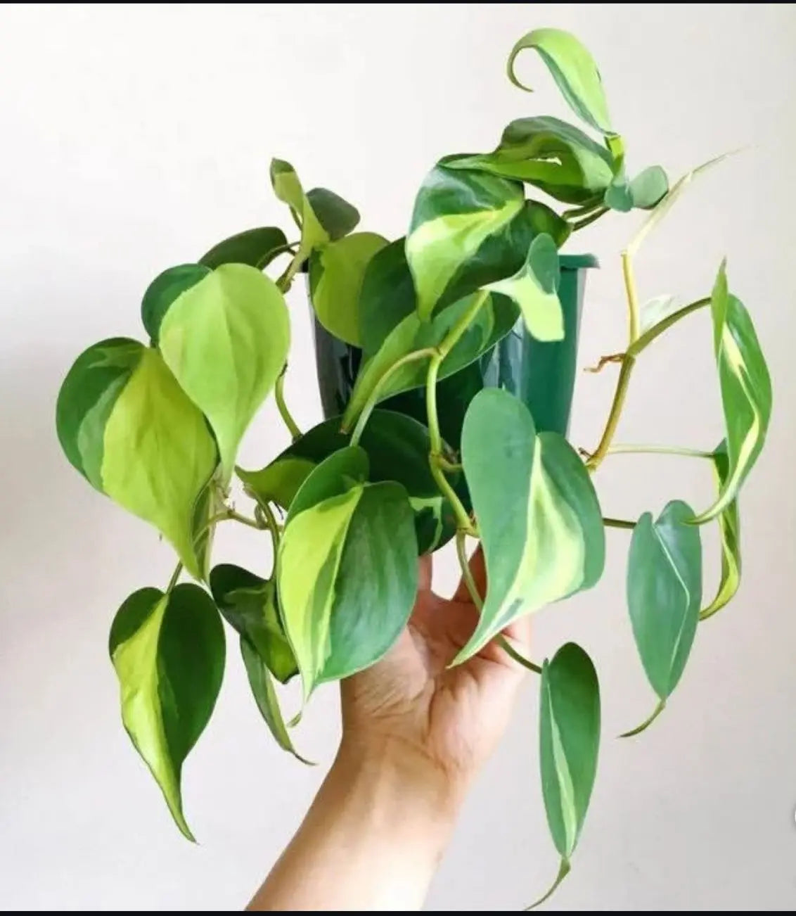Philodendron Oxycardium - Plants Care UAE
