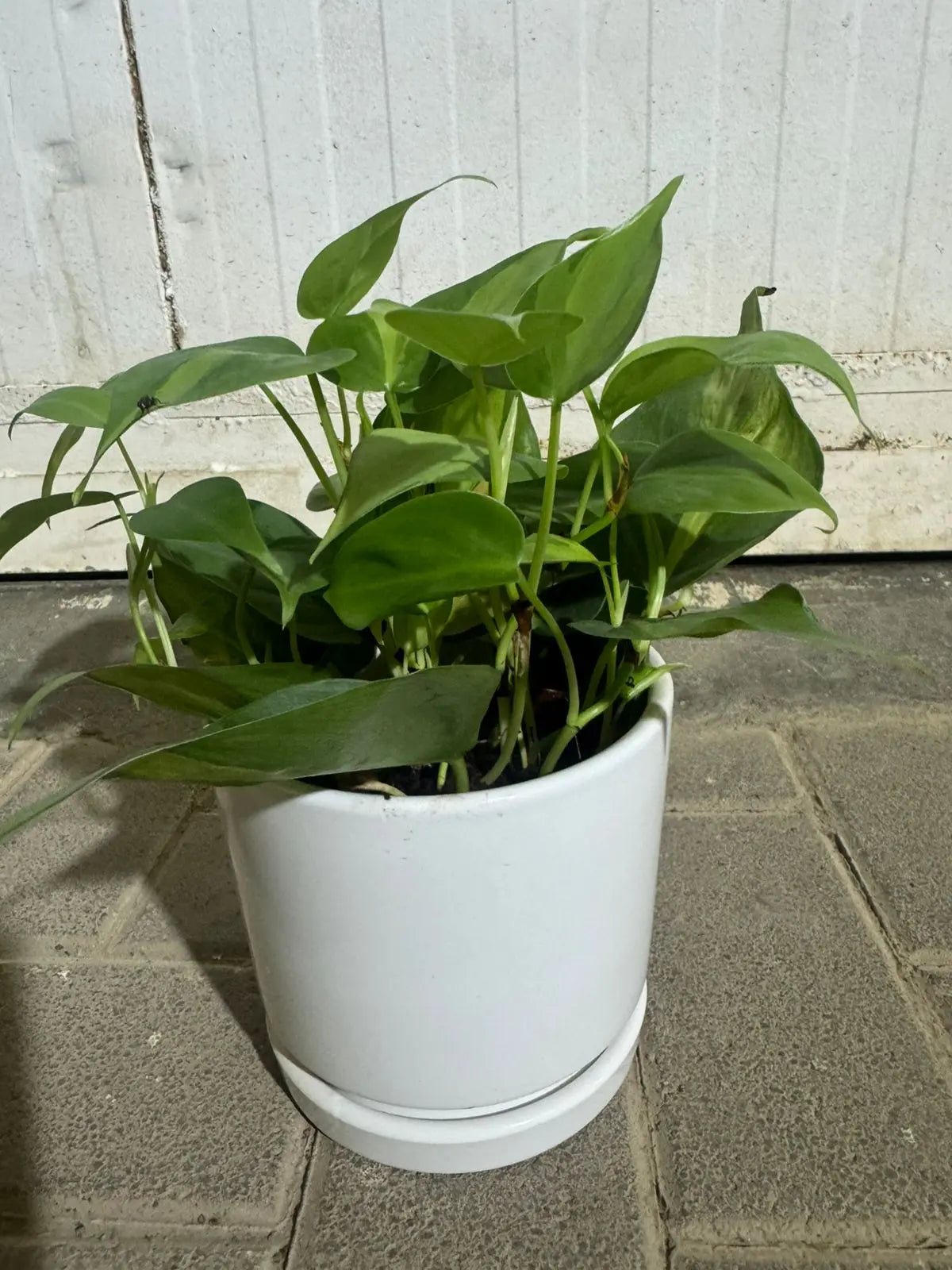 Philodendron Oxycardium - Plants Care UAE