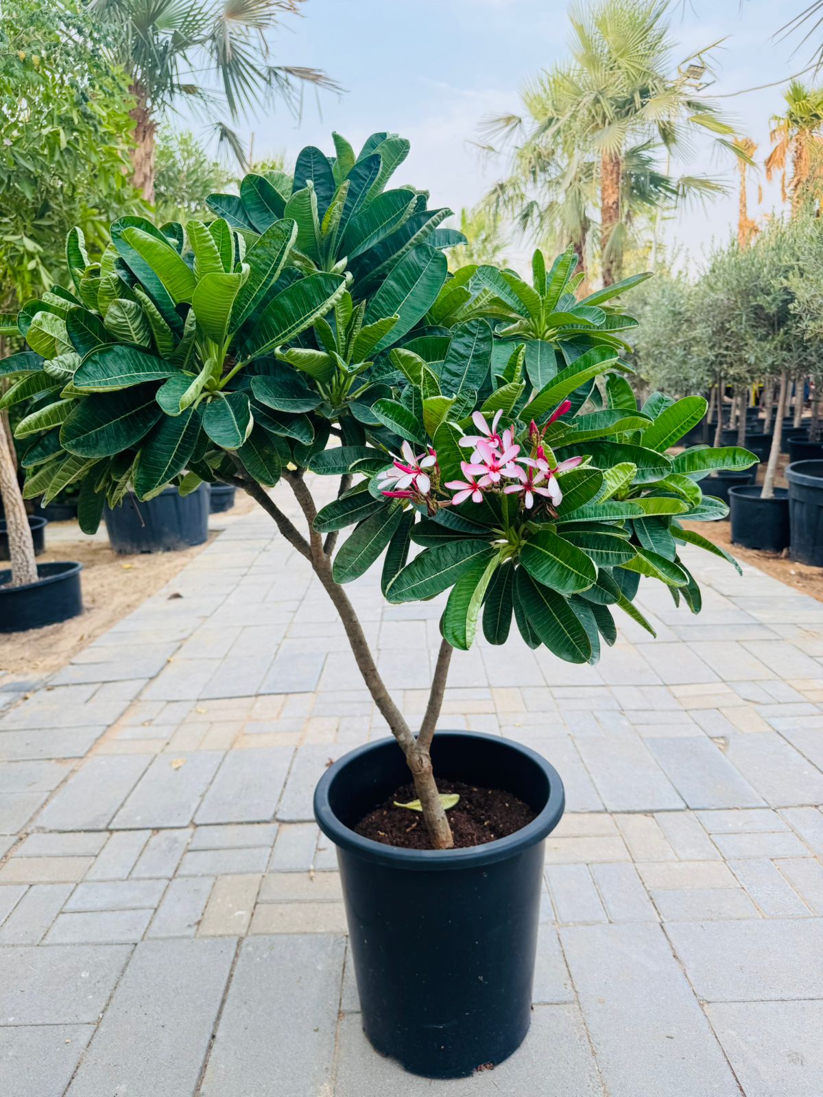 Plumeria obtusa Dwarf - Plants Care UAE