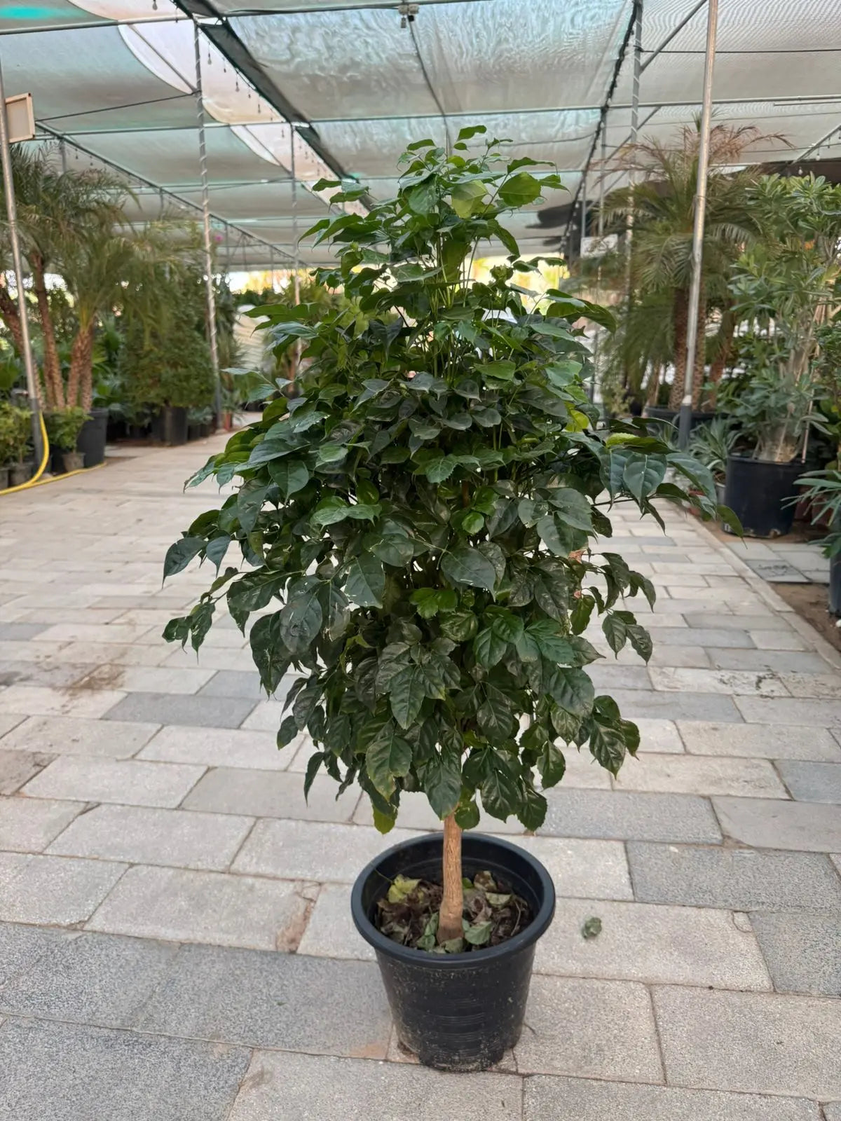 Red Machera (Radermachera) - Plants Care UAE