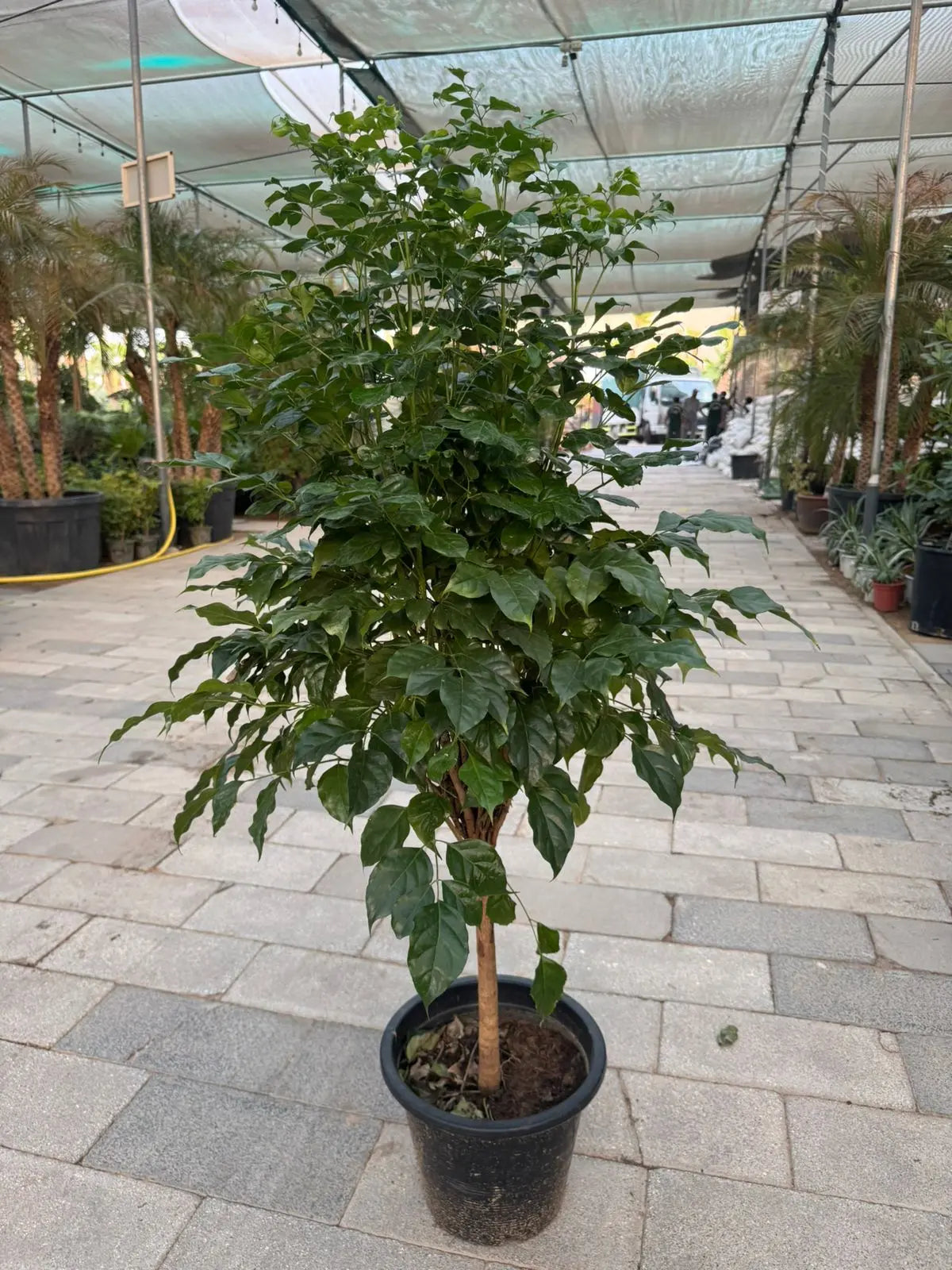Red Machera (Radermachera) - Plants Care UAE