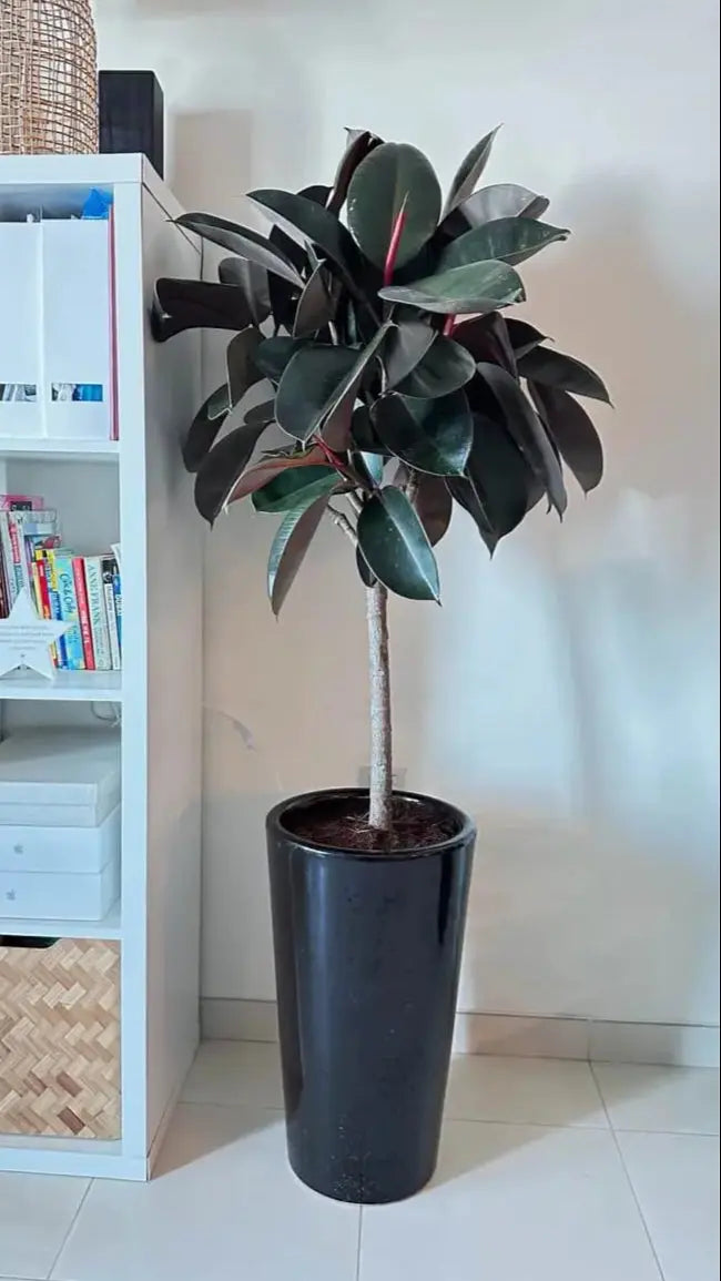 rubber plant height indoor Rubber Plant in Tall Pot | Stylish Indoor Greenery