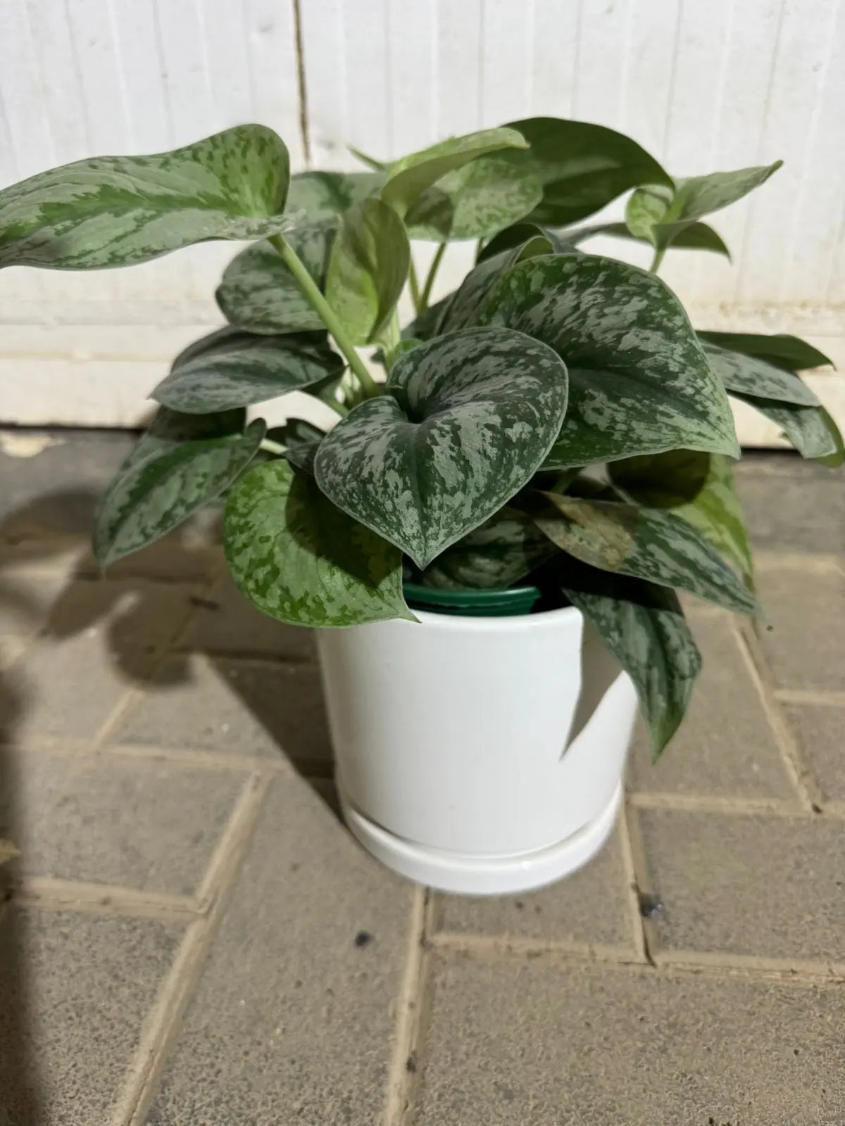 Silver Satin (Scindapsus) - Plants Care UAE
