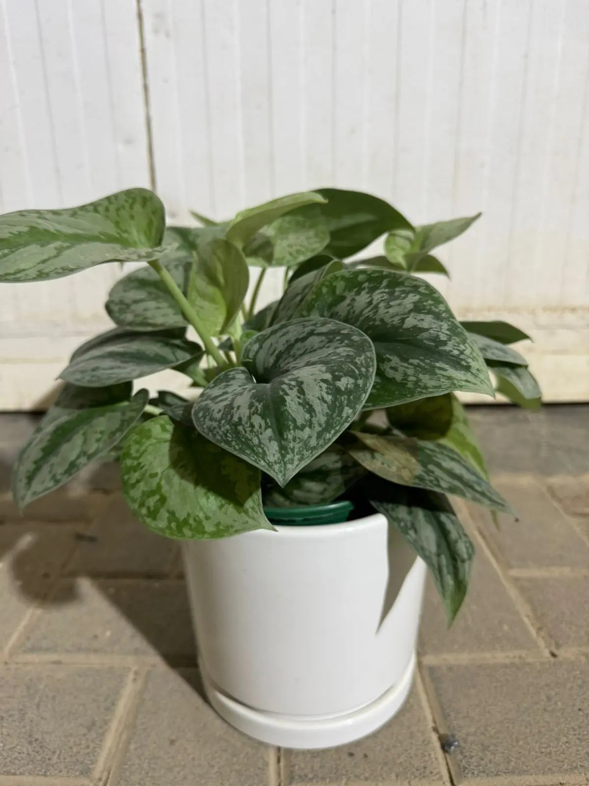 Silver Satin (Scindapsus) - Plants Care UAE