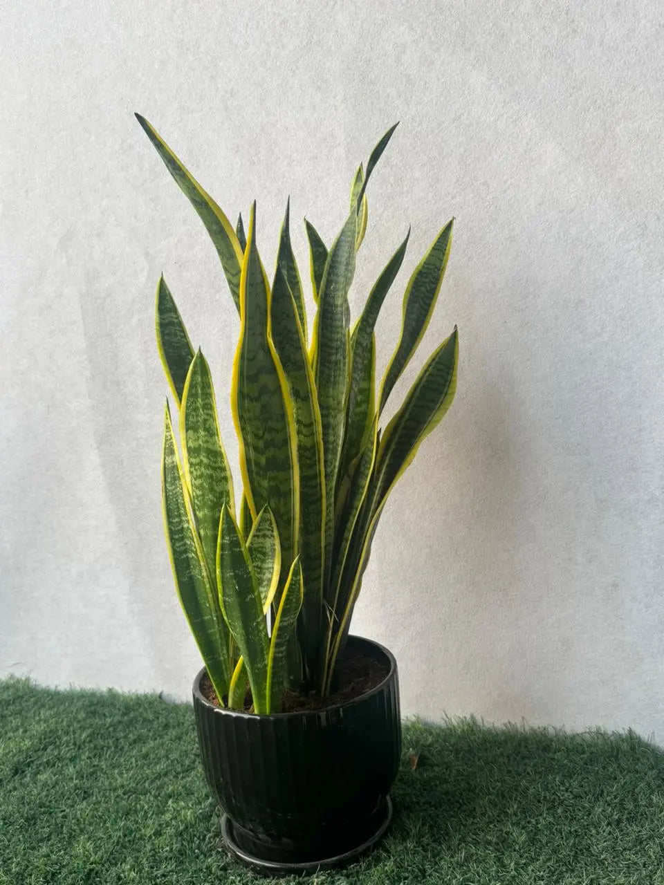 Snake Plant - Plants Care UAE