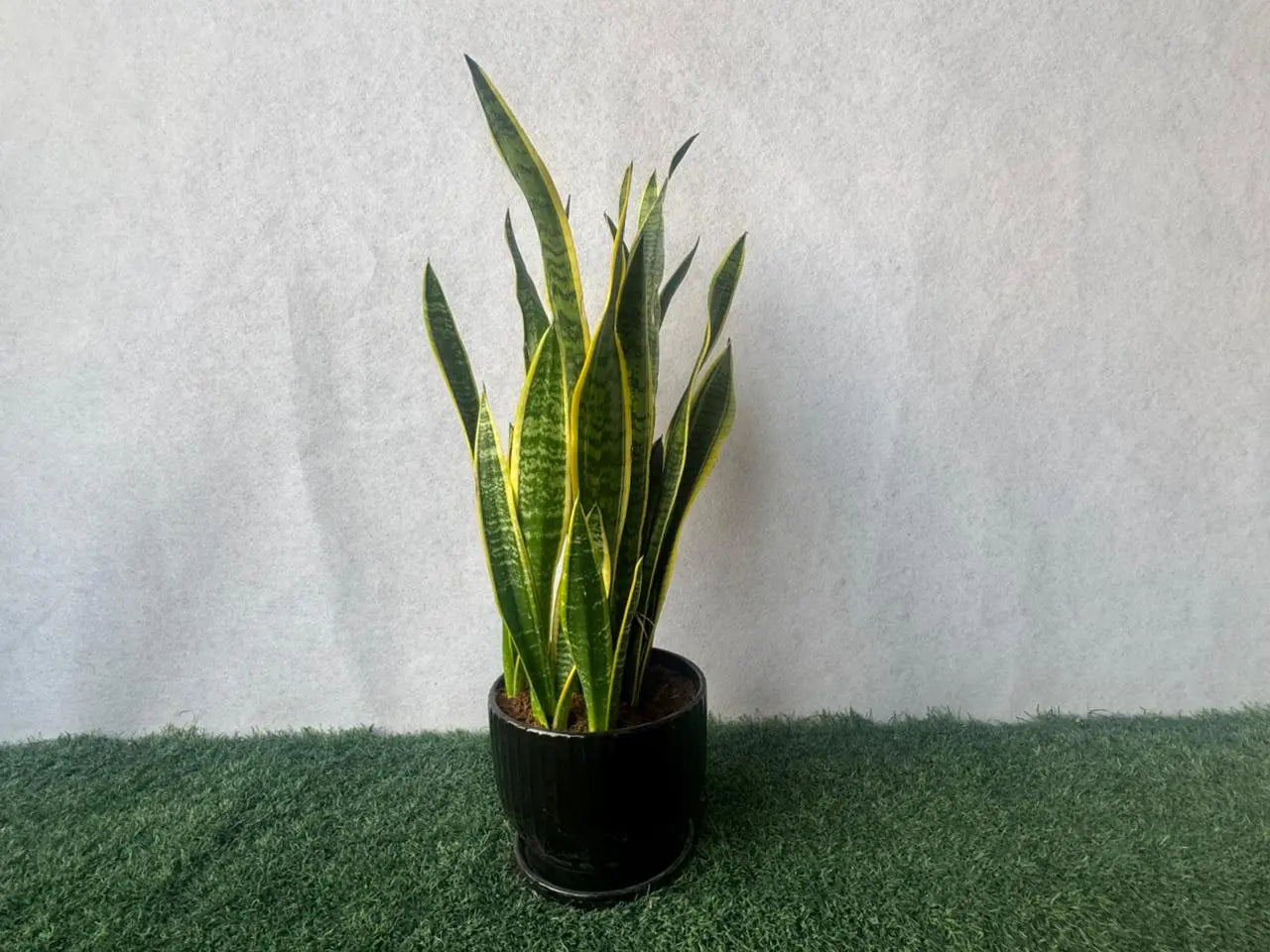 Snake Plant - Plants Care UAE