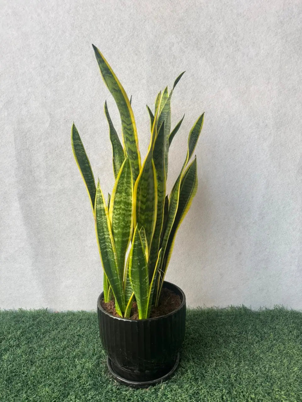 snake air plant Snake Plant | Low-Maintenance Indoor Air Purifier