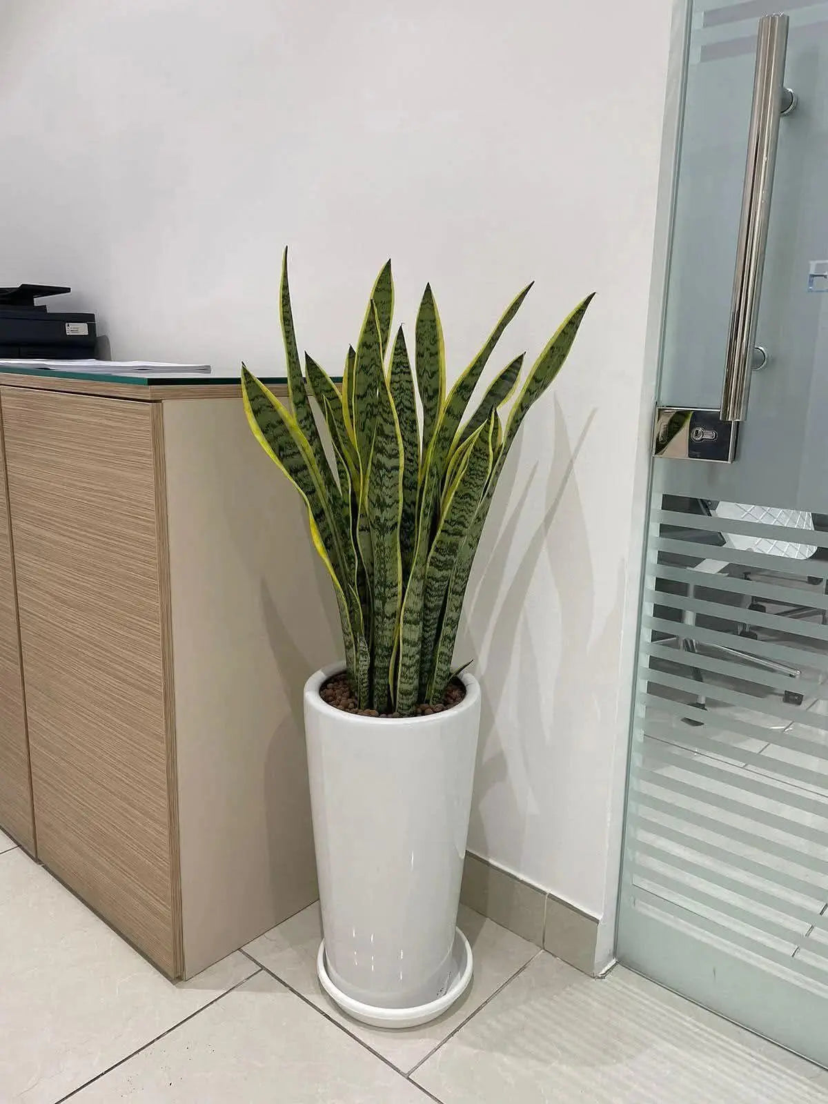 snake plant uae Snake Plant in Tall Pot | Stylish Indoor Air-Purifying Plant