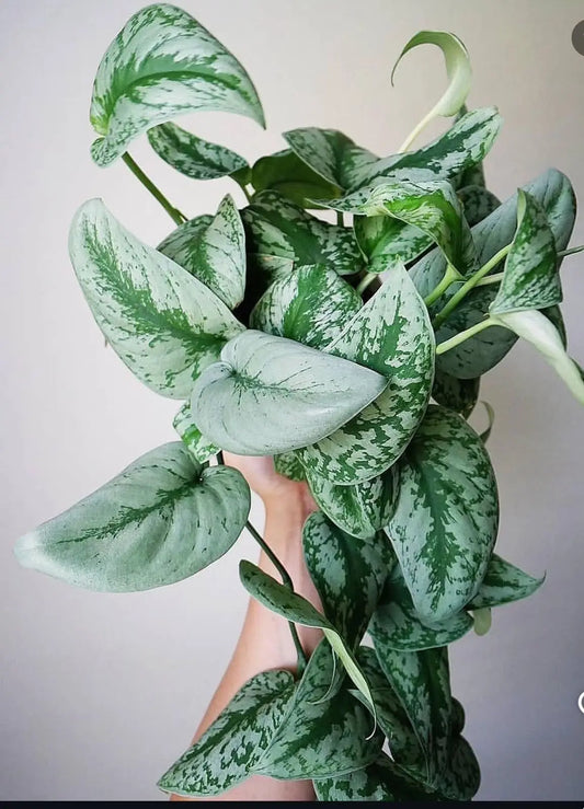 Aglaonema ‘Spring Snow’ - Plants Care UAE