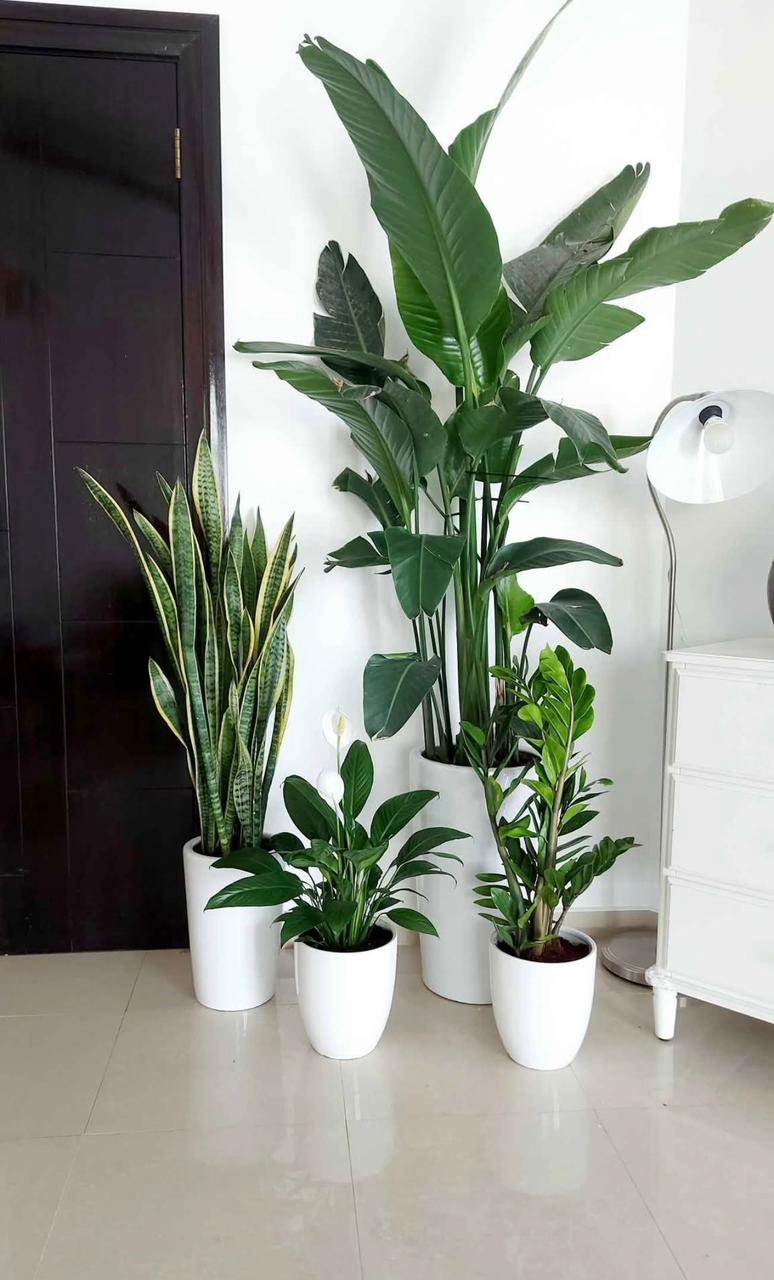 Indoor Plant Bundle – Bird of Paradise, Snake Plant, ZZ Plant & Peace Lily - Plants Care UAE