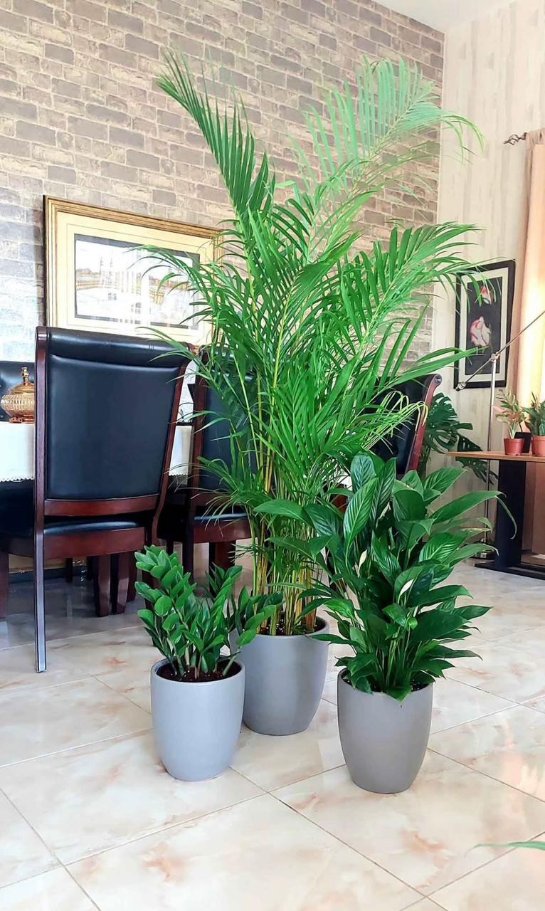 Indoor Plant Bundle – Areca Palm, Peace Lily & ZZ Plant - Plants Care UAE