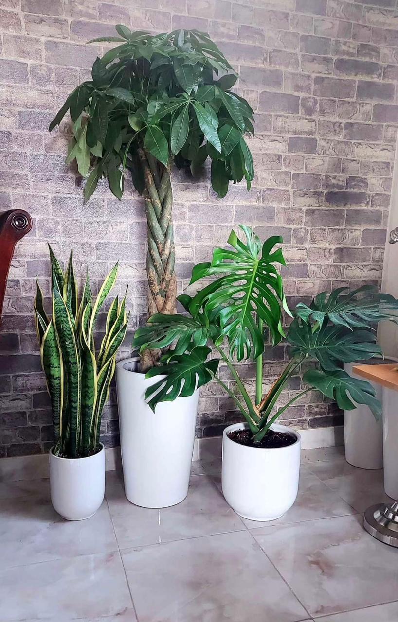 Indoor Plant Bundle – Money Tree, Monstera & Snake Plant - Plants Care UAE